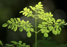 مورینگا سرشار از کوئرستین