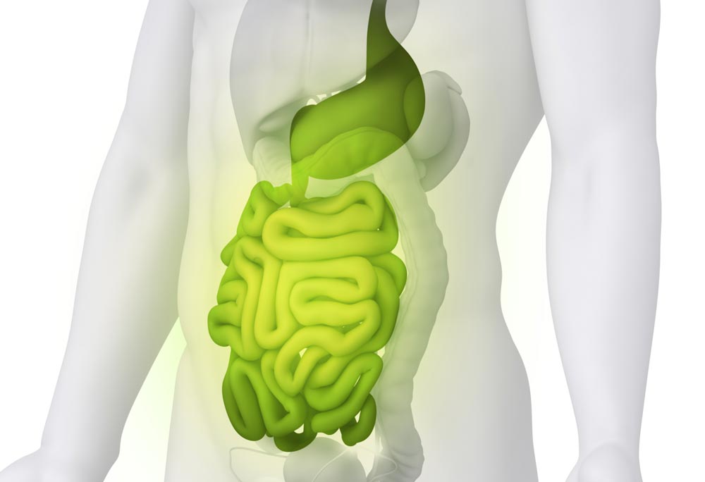 مورینگا اولیفرا ضامن سلامت دستگاه گوارش 1 digestive