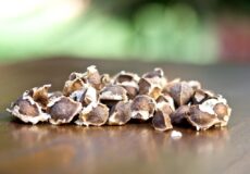 Moringa Oleifera Seeds 2