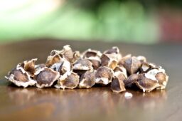 Moringa Oleifera Seeds 2