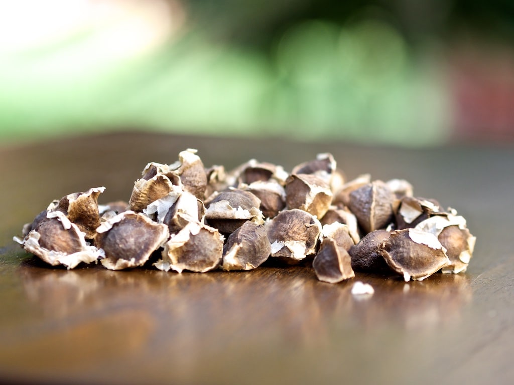 بذر مورینگا اولیفرا و دیابت 1 Moringa Oleifera Seeds 2