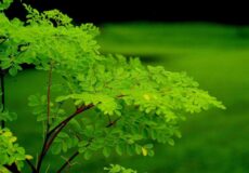moringa oleifera