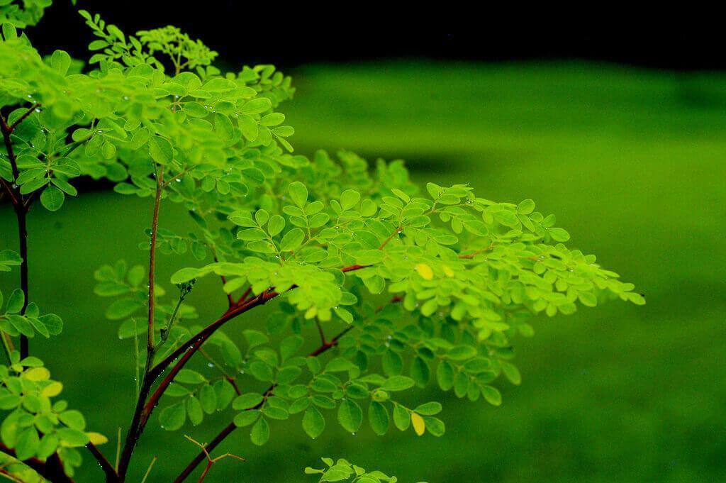 مورینگا اولیفرا درمانگر بیماری های پوستی 1 moringa oleifera