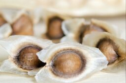 moringa seeds with wings wingless moringa seeds